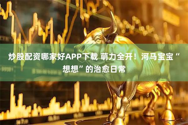 炒股配资哪家好APP下载 萌力全开！河马宝宝“想想”的治愈日常